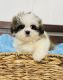 Shih Tzu Puppies for sale in Cincinnati, OH, USA. price: NA