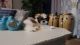 Shih Tzu Puppies for sale in Orange City, FL, USA. price: NA
