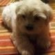 Shih Tzu Puppies for sale in Detroit, MI 48210, USA. price: $1,200