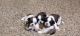 Shih Tzu Puppies for sale in Hulimavu Lake Rd, Krishna Layout, Hulimavu, Bengaluru, Karnataka 560076, India. price: 20,000 INR