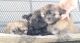 Shih Tzu Puppies for sale in Lucas, OH 44843, USA. price: NA
