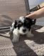 Shih Tzu Puppies for sale in Toppenish, WA 98948, USA. price: $900