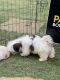 Shih Tzu Puppies for sale in Amritsar, Punjab, India. price: 25000 INR