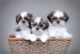 Shih Tzu Puppies for sale in Sacramento, CA, USA. price: $675