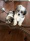Shih Tzu Puppies for sale in Snellville, GA, USA. price: $900