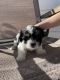 Shih Tzu Puppies for sale in Toppenish, WA 98948, USA. price: $850