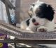 Shih Tzu Puppies for sale in Toppenish, WA 98948, USA. price: $850