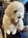 Shih Tzu Puppies for sale in Santa Ana, CA, USA. price: $1,000