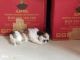 Shih Tzu Puppies for sale in Borivali East, Mumbai, Maharashtra, India. price: 28000 INR