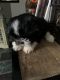 Shih Tzu Puppies for sale in Kerrville, TX 78028, USA. price: $600