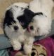 Shih Tzu Puppies for sale in Alpharetta, GA, USA. price: NA