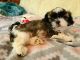 Shih Tzu Puppies for sale in Morganton, NC 28655, USA. price: NA