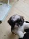 Shih Tzu Puppies for sale in Decatur, IL 62522, USA. price: $1,000