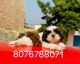 Shih Tzu Puppies for sale in Delhi, India. price: 22000 INR