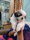 Shih Tzu Puppies for sale in Dondaparthy, Railway New Colony, Visakhapatnam, Andhra Pradesh, India. price: 25000 INR
