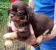 Shih Tzu Puppies for sale in El Dorado, AR 71730, USA. price: $550