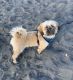 Shih Tzu Puppies for sale in Maple Valley, WA 98038, USA. price: NA