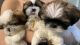 Shih Tzu Puppies for sale in Cloquet, MN 55720, USA. price: NA