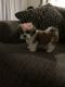 Shih Tzu Puppies for sale in Lakewood, CO, USA. price: $2