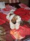 Shih Tzu Puppies for sale in New Delhi, Delhi, India. price: 25000 INR