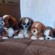 Shih Tzu Puppies for sale in Malad, Malad East, Mumbai, Maharashtra, India. price: 25000 INR