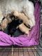 Shih Tzu Puppies for sale in Catasauqua, PA, USA. price: NA