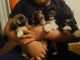 Shih Tzu Puppies for sale in Wichita, KS 67213, USA. price: NA