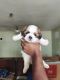 Shih Tzu Puppies for sale in 17-2-628/51, Madannapet Colony, Hyderabad, Telangana 500059, India. price: 30000 INR