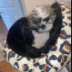 Shih Tzu Puppies for sale in 1682 NW 70th Ave, Plantation, FL 33313, USA. price: NA