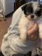 Shih Tzu Puppies for sale in Lansing, MI 48906, USA. price: $385
