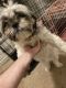 Shih Tzu Puppies for sale in Winston-Salem, NC, USA. price: $850