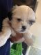 Shih Tzu Puppies for sale in Tracy, CA, USA. price: NA