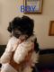 Shih Tzu Puppies for sale in Laurel, MD, USA. price: $1