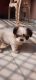 Shih Tzu Puppies for sale in Akbarpur, Uttar Pradesh 224122, India. price: 30000 INR