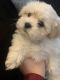 Shih Tzu Puppies for sale in Uniontown, PA 15401, USA. price: $850
