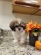 Shih Tzu Puppies for sale in 130 S Riverside Rd, Highland, NY 12528, USA. price: $1,300