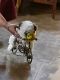 Shih Tzu Puppies for sale in HMT Hills, Kukatpally, Hyderabad, Telangana, India. price: 28000 INR