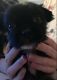 Shih Tzu Puppies for sale in Marietta, GA, USA. price: $775