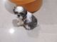 Shih Tzu Puppies for sale in Mahaveer Galaxy, Sunkalpalya, Bengaluru, Karnataka 560060. price: 18000 INR