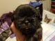 Shih Tzu Puppies for sale in Cape Coral-Fort Myers, FL, FL, USA. price: $1,100