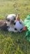 Shih Tzu Puppies for sale in Port Jervis, NY 12771, USA. price: $800