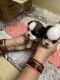 Shih Tzu Puppies for sale in Padmarao Nagar, Hyderabad, Telangana, India. price: 25000 INR