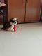 Shih Tzu Puppies for sale in Vadodara, Gujarat, India. price: 39000 INR
