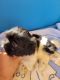 Shih Tzu Puppies for sale in Viera, FL, USA. price: $1,200