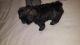 Shih Tzu Puppies for sale in Cape Coral-Fort Myers, FL, FL, USA. price: $975