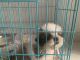 Shih Tzu Puppies for sale in Prashanthi Nagar, Payakapuram, Vijayawada, Andhra Pradesh 520015, India. price: 35000 INR
