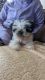 Shih Tzu Puppies for sale in Port Jervis, NY 12771, USA. price: $650