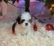 Shih Tzu Puppies for sale in Denton, TX, USA. price: NA