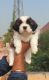 Shih Tzu Puppies for sale in Chandigarh, India. price: 28000 INR