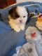 Shih Tzu Puppies for sale in Henderson, KY 42420, USA. price: $1,200